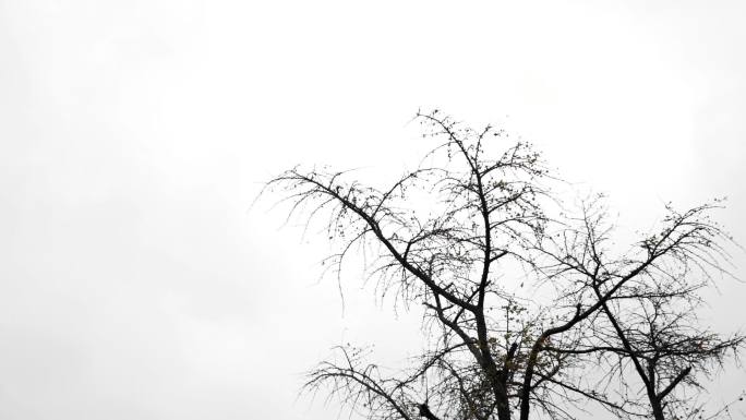 冬天树上的枯树枝