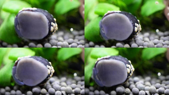 水族海螺除藻螺黑金刚繁殖 (2)