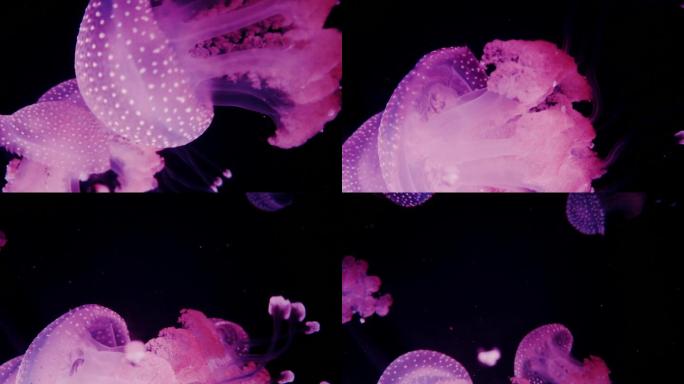 紫色的大水母海底大海物种