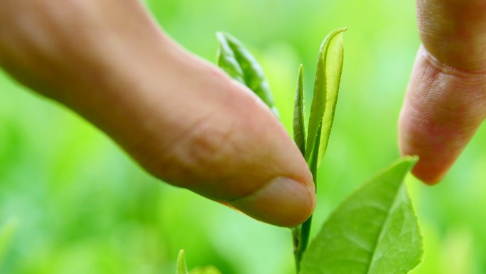 采摘新鲜茶叶掐叶子嫩叶摘取