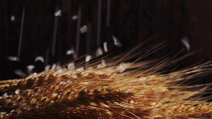 散落的大米落在麦穗上