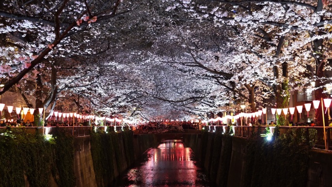 日本东京目黑河夜晚的樱花与灯光