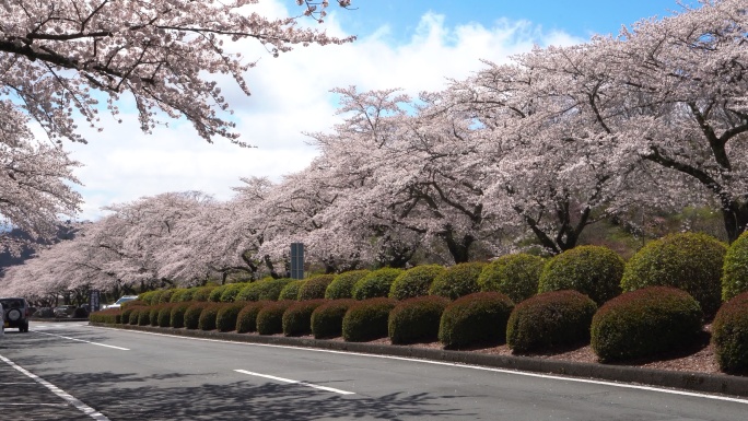 美丽的樱花隧道沿街道两侧