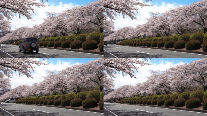 美丽的樱花隧道沿街道两侧