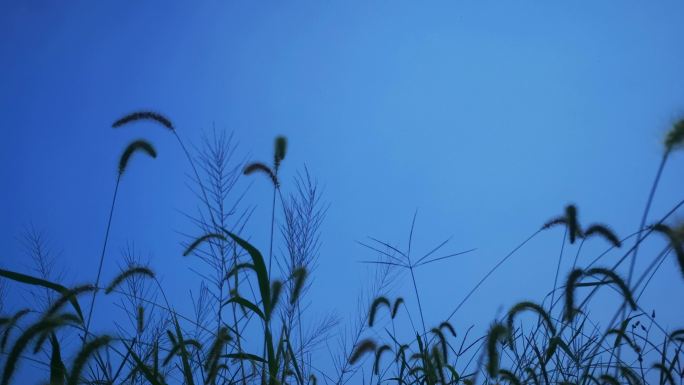 风中摇曳狗尾巴草