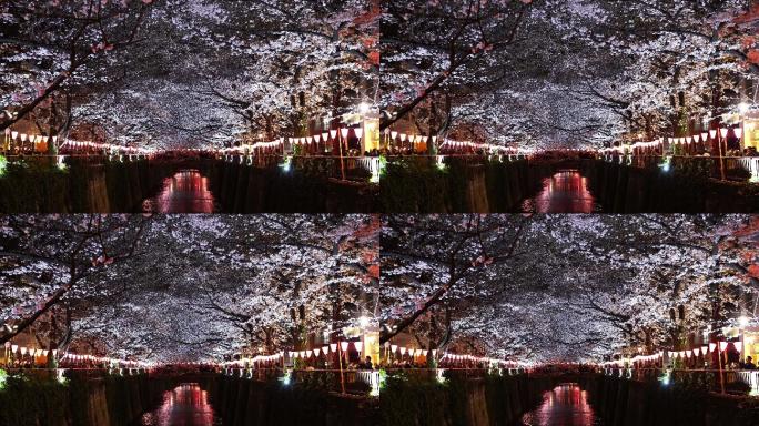 目黑河的樱花节。雪景冬季冬天开花