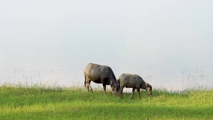 泰国的水牛，在河边吃草的水牛