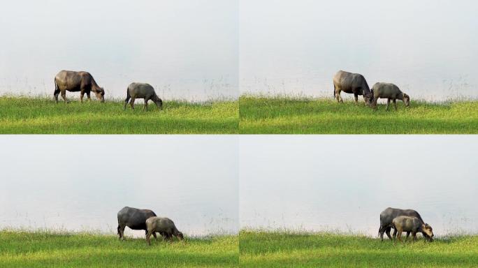 泰国的水牛，在河边吃草的水牛