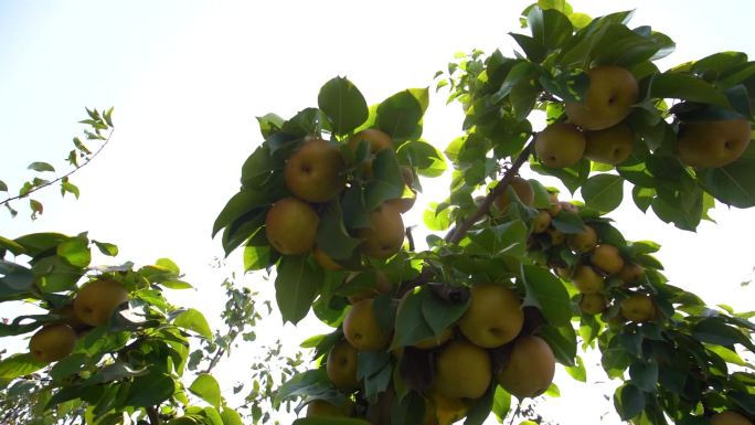 水果 苹果 梨 桃 农业果园