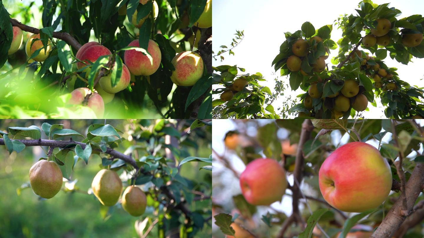 水果 苹果 梨 桃 农业果园
