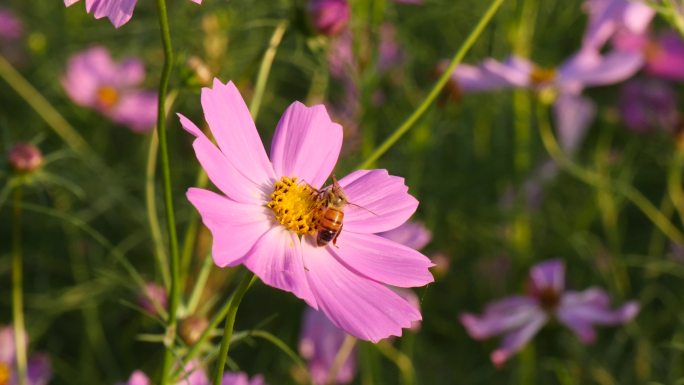 蜜蜂在粉红色的花上飞翔