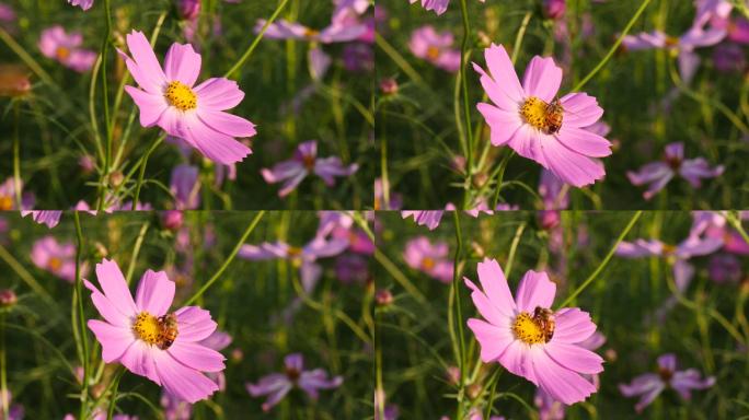 蜜蜂在粉红色的花上飞翔