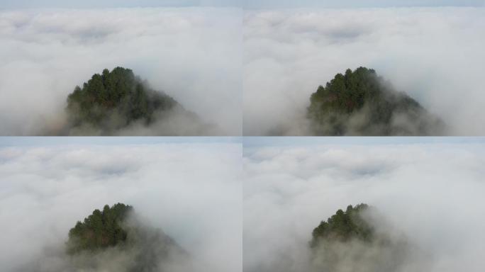 农村森林延时云雾