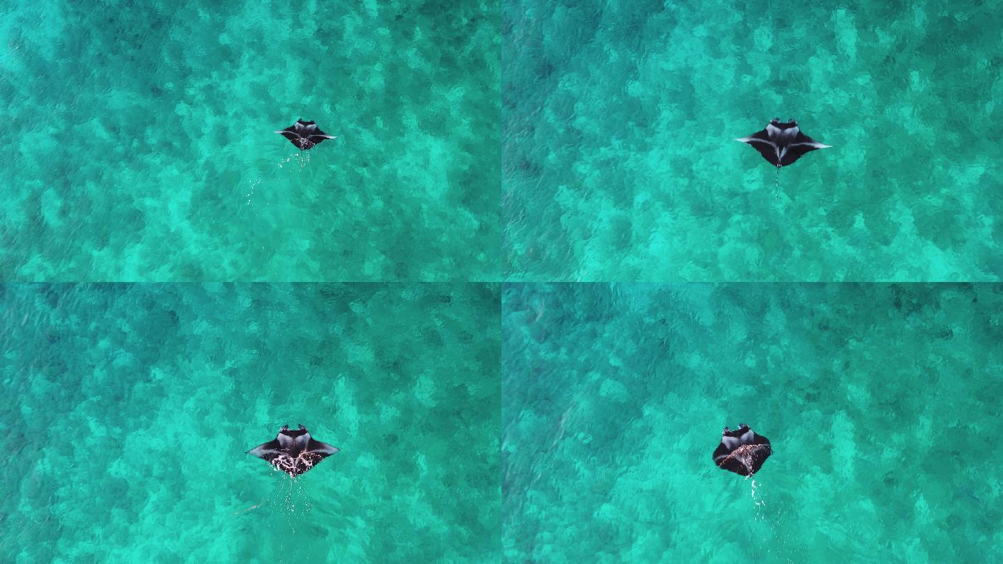 环礁碧绿海水中的蝠鲼鸟瞰图