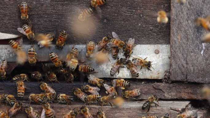 人工采集蜂蜜养殖养殖场特写