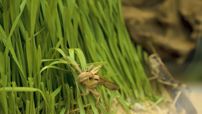 蚱蜢爬到草叶上。蚂蚱害虫破坏农作物