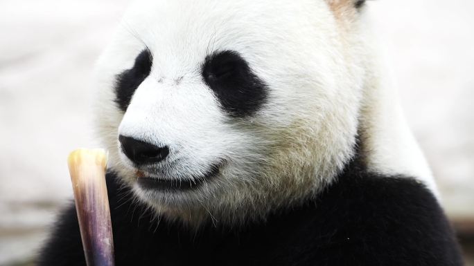 一只熊猫吃竹笋
