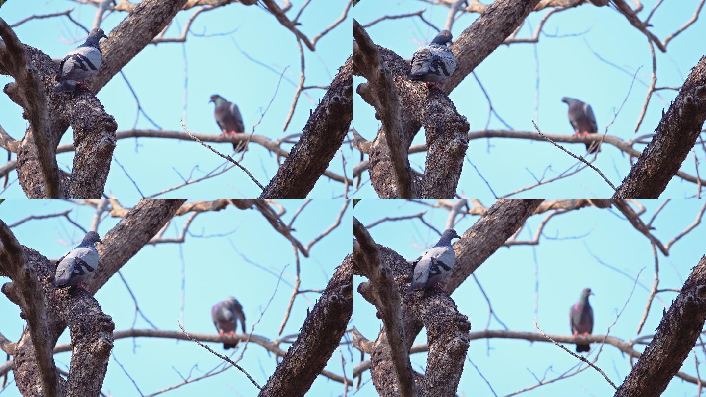 鸽子在树上的视频。