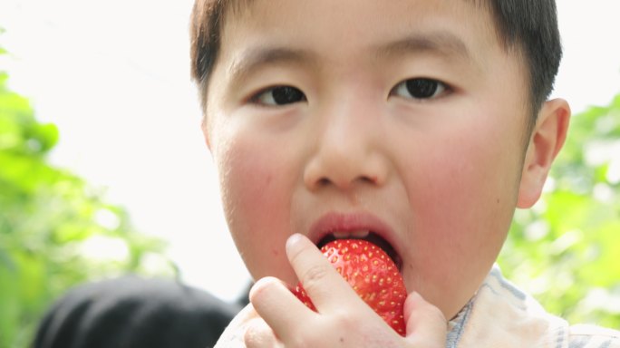 亚洲男孩捡起草莓小男孩小孩子吃草莓