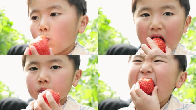 亚洲男孩捡起草莓小男孩小孩子吃草莓