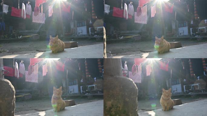 市井生活阳光穿越院坝中晾晒的衣服和猫