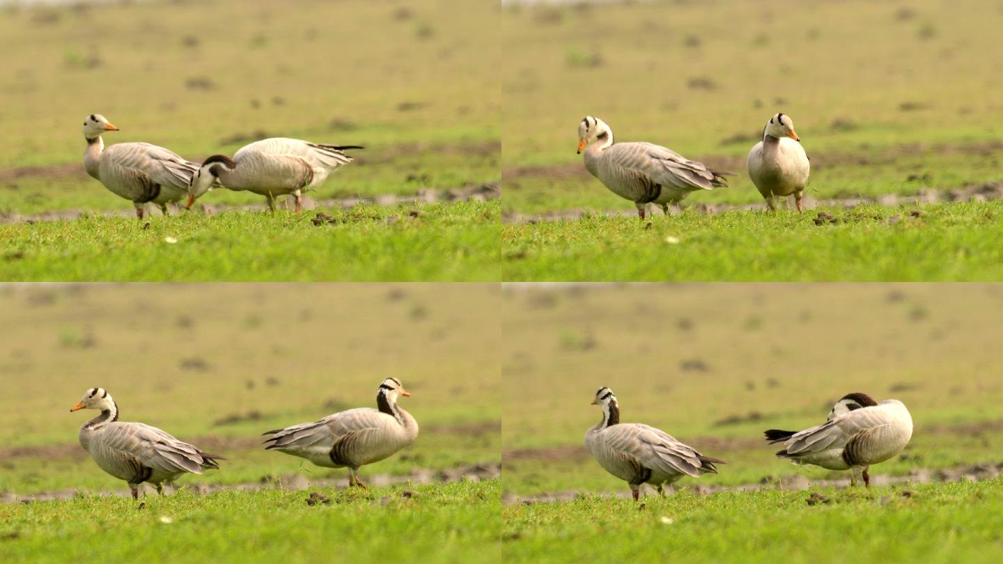 斑头鹅候鸟过冬两只成对觅食国家湿地公园