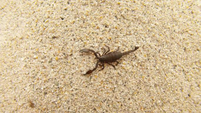 在沙地里爬行的蝎子