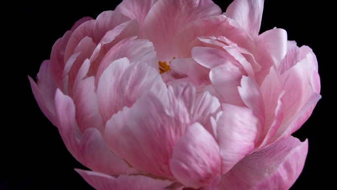 盛开的粉红牡丹