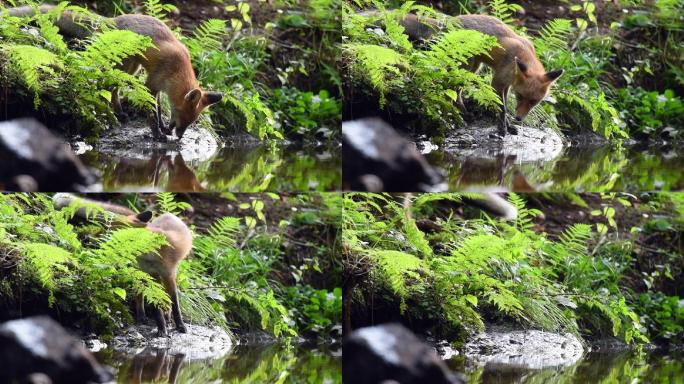 红狐在森林小溪中饮水。