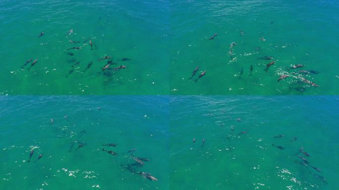 无人机拍摄的一群海豚在海里游泳