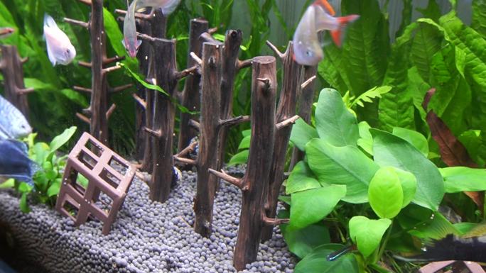 水族海螺除藻螺黑金刚繁殖 (4)
