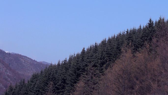 雪山脚下的松树林