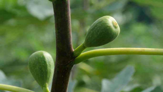 无花果 种植基地  乡村振兴 农村