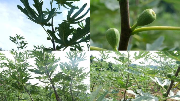 无花果 种植基地  乡村振兴 农村