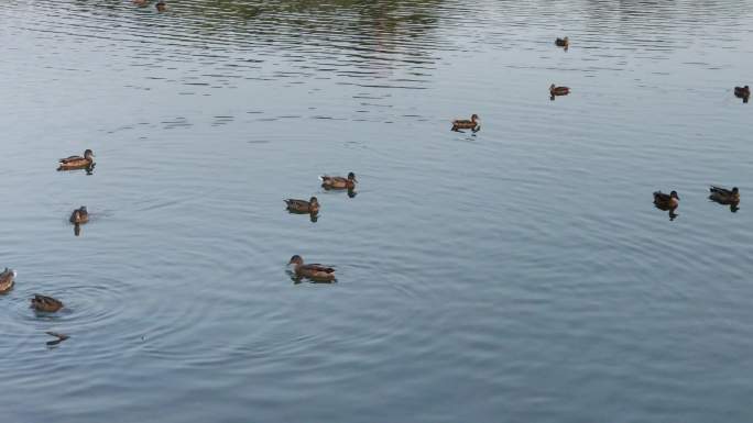 池塘里的鸭自然公园野外动物动物身体部位
