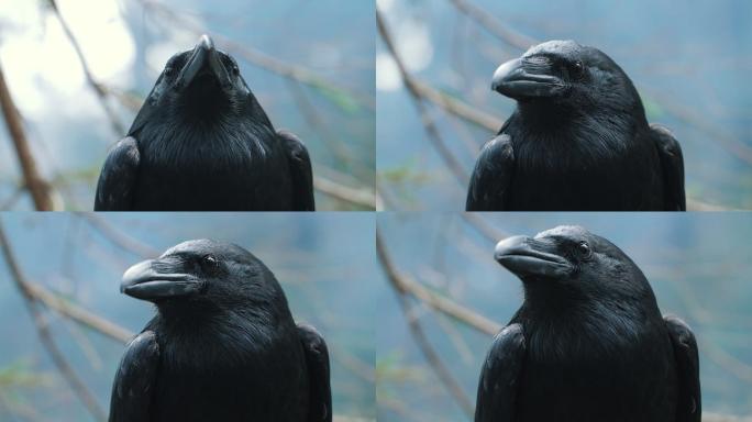 大黑乌鸦画像八哥黑色休息
