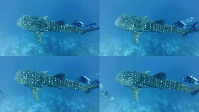潜水员游泳拍摄缓慢游动的鲸鲨