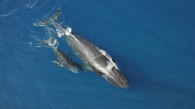 两个座头鲸游泳海底世界海洋生物三亚潜水深
