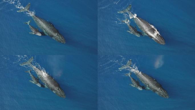 两个座头鲸游泳海底世界海洋生物三亚潜水深