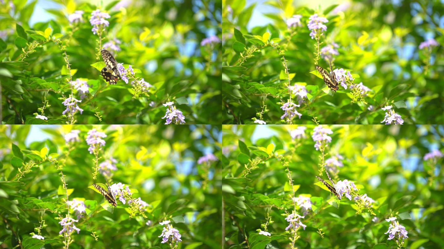 慢镜头蝴蝶在清晨树上的花上飞舞