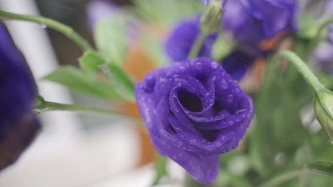 紫色 洋桔梗 花 鲜花 客厅 生活 浇花