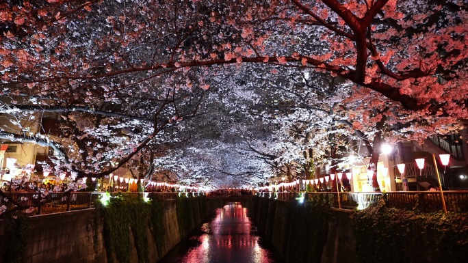 日本东京目黑河夜晚的樱花与灯光