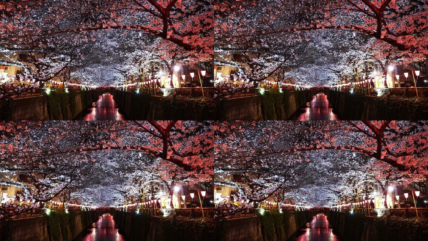 日本东京目黑河夜晚的樱花与灯光