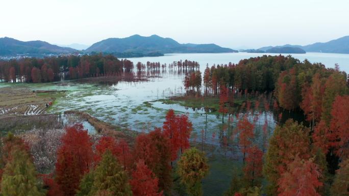 宁波余姚四明湖红杉林湿地秋季风光4K航拍