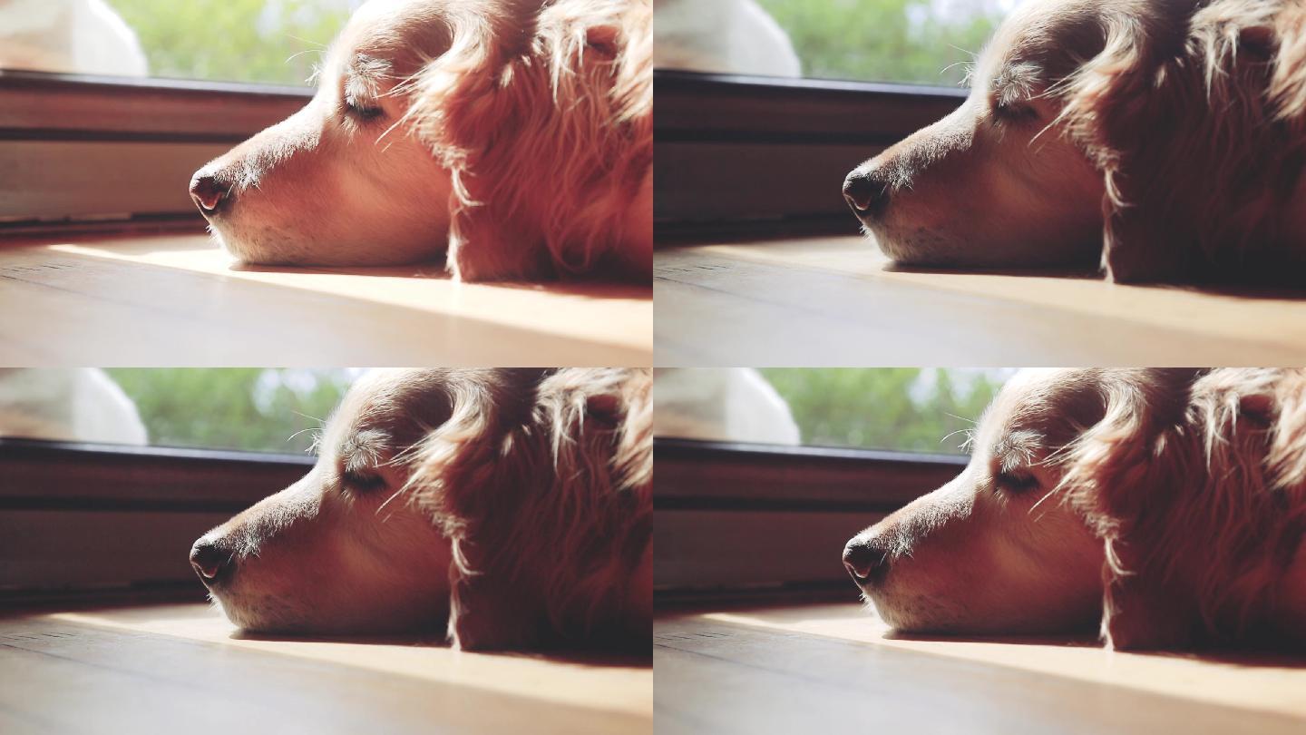 金毛猎犬正在晒着阳光睡觉