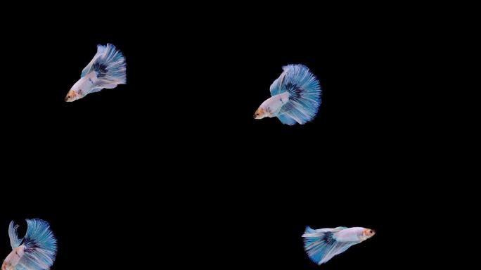 暹罗斗鱼五彩搏鱼海底生物物种多样性