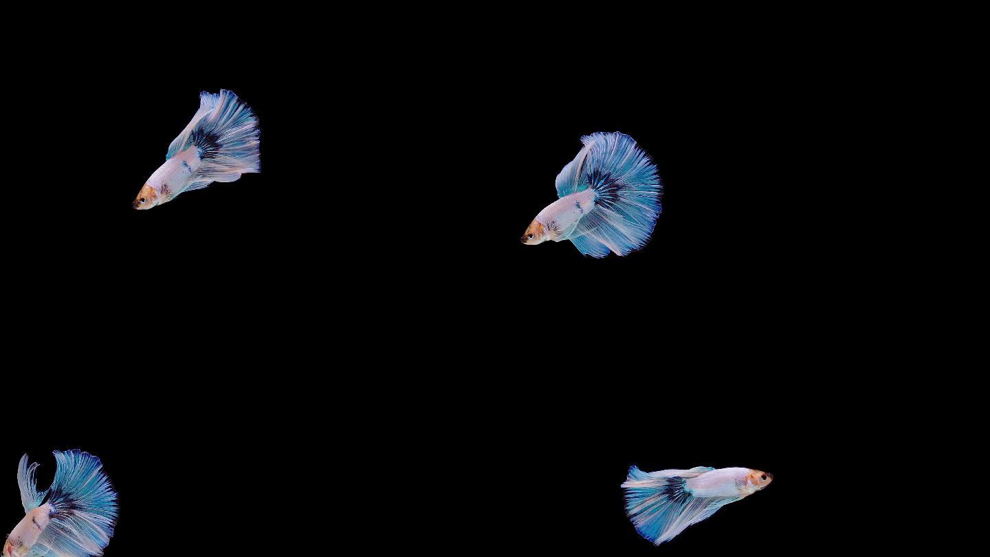 暹罗斗鱼五彩搏鱼海底生物物种多样性