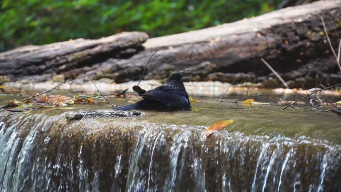 鸟在瀑布里喝水