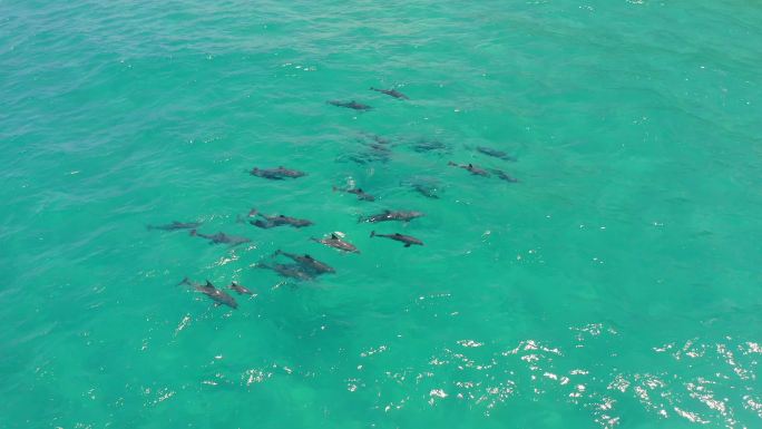 一群海豚在阳光明媚的日子里在海里摇摆