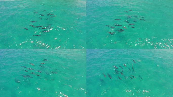 一群海豚在阳光明媚的日子里在海里摇摆